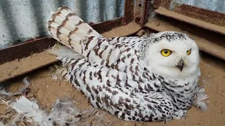 Beware - Very LOUD! Nursery of birds of prey. Falcons, snowy owls, Yoll's parents, and a kind wolf