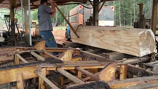 sawing a huge white pine log