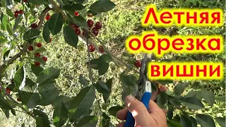 Летняя обрезка вишни