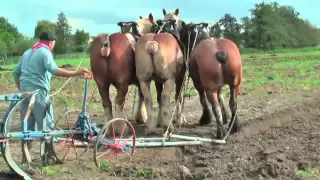 Strong Belgian Draft Horses Working on the Farm - Merelbeke