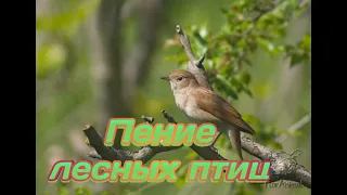 Пение птиц.Кукушка.Соловей.Фон для успокоения,расслабления.Forest birds singing.