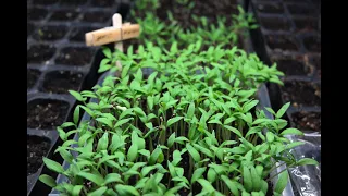 Garden - Mistakes in growing seedlings