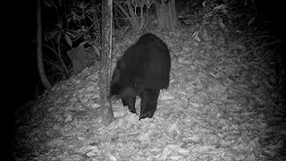 Thirsty bear pushes camera down (typical bear sense of humor) then drinks at my water hole.