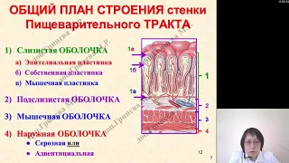 Гистология. Гистология ротовой полости