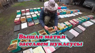 ВЫШЛА ПАРТИЯ НЕПЛОДНЫХ МАТОК, МЕТИМ И ЗАСЕЛЯЕМ В НУКЛЕУСЫ ДЛЯ ОБЛЁТА МАТОК