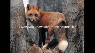 Screaming Foxes - Audio