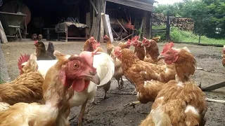 Kokoši i pijevac pjevaju/ Chicken crooning and rooster singing