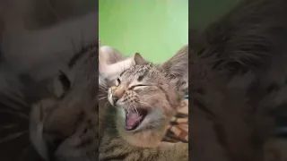Beautiful cute cat Yawns Cute Beautiful Little cats 🤗 SOO cute! cat videos cute moments of 2021 #186
