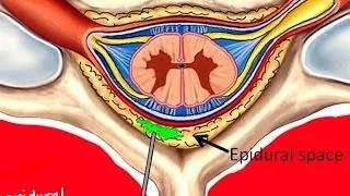 BIO160 Preview Video Lecture 12 - Sprinal Cord and Senses