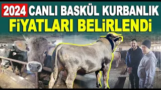 Canlı Baskül Kurbanlık 2024 Fiyatı Belli Oldu / Kurbanlık Fiyatları 2024 / Yıldırım Besi Çiftliği