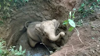 Mother Elephant ‘Salutes’ Rescuers Who Saved Her Baby