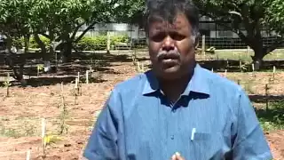 Ultra High Density Plantation in Mango