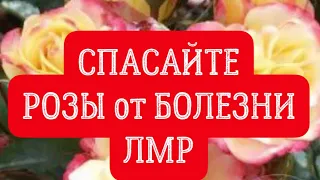 РОЗЫ. СПАСАЙТЕ РОЗЫ от БОЛЕЗНИ «ЛМР». ЛОЖНАЯ МУЧНИСТАЯ РОСА. ПРЕПАРАТЫ ДЛЯ ЛЕЧЕНИЯ.