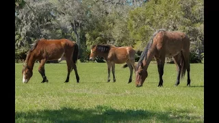 Cumberland Island | Beach, Ruins, Wild Horse, Marsh, Armadillo !! HD