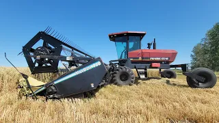 Swathing oats and ALOT of millet bales!!!