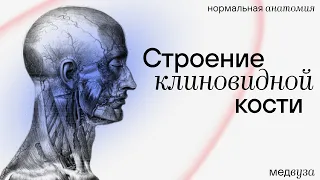 Строение клиновидной кости | Нормальная анатомия | Медвуза