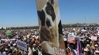 Thousands protest in Istanbul against controversial bill seeking to euthanise stray dogs | AFP