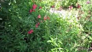 Salvia Greggi: Lisa's Landscape & Design "Plant Pick of the Day", owner Lisa LaPaso