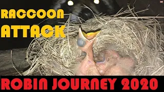 ROBIN JOURNEY-June 21 Raccoon Attacks/Eats 4 Baby Robin Birds