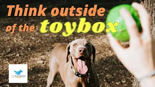 THINK OUTSIDE OF THE TOY BOX | CONCEPTS IN DOG BEHAVIOUR AND DOG TRAINING