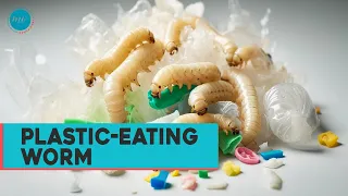 How Plastic-Eating Worms Could Impact Plastic Degradation in the Future? #viral #plastic #mealworms