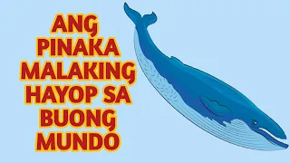 ANG PINAKA MALAKING HAYOP SA BUONG MUNDO | Infoman PH