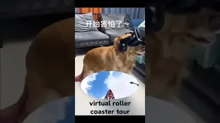 Cute reaction 😂on virtual Roller coaster by dog #shorts #dog #funnyvideo #funny