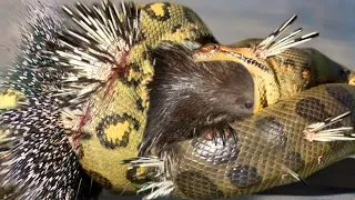 ANACONDA GETS BAD WITH PORCUPINE | 4 TIMES ANIMALS HANDLED THE PORCUPINE