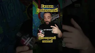 Зерномицелий Ежовика Гребенчатого - помогает с концентрацией внимания и улучшением памяти!