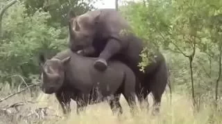 Black Rhinos Mating Let them