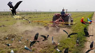 Mowing merging harvesting Alfalfa with big tractors || Stunner Punjabi