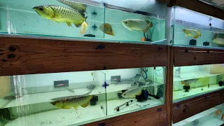 Arowana Fish Shop