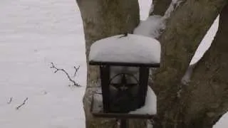 Time lapse video of winter storm Cleon - Columbus, Ohio snow accumulating on bird feeder