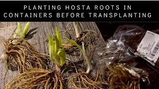 Planting Hosta Roots in Containers Before Transplanting