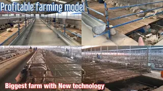 Biggest goat farms China | goat farm automatic cleaning equipment | New & Amazing goat farming model