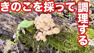 キノコを採って調理します！2024きのこ動画2本目