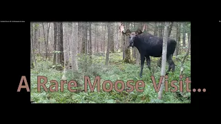 My Bigfoot Story Ep. 206 - Not Woodpeckers & a Moose