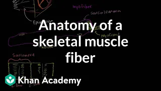 Anatomy of a muscle cell