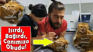 ÖFKEDEN KUDURDU! 🤬 Baby Face Sayko Leo’nun Kedi Saldırısı ve İntikam Yemini! 😂 #konuşankedi