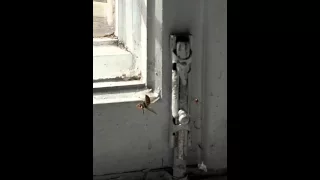 Оса vs паук