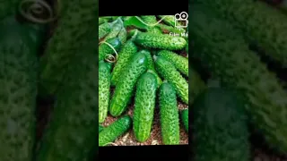 большая часть информации про огурец младший лейтенант эф один 🥒🥒🥒