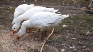 Zachciało mi się gęsi - biłgorajskie