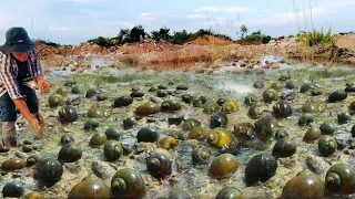 Wow amazing fishing! a fisherman catching skill lots of snails and crabs at the nice place