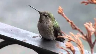 The Anna's Hummingbird Song (chirp)