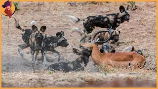 Top 15 Wild Dog Attacks