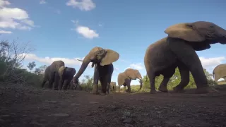 GoPro Awards  African Elephant Bites a GoPro