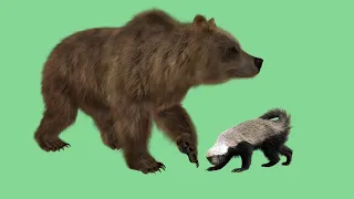 Bear vs honey badger- Will an angry Honey Badger take on a giant Bear? (Honey Badger vs Bear)