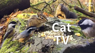 cat videos for cats to watch - Beautiful Birds and Squirrels in Canadian Forest