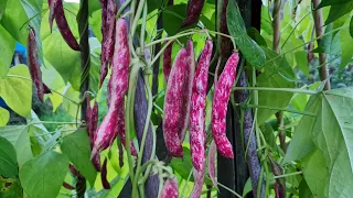 Borlotti beans (food for winter) self-sufficient lifestyle 2022