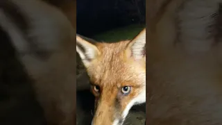 Fox Bumps Camera